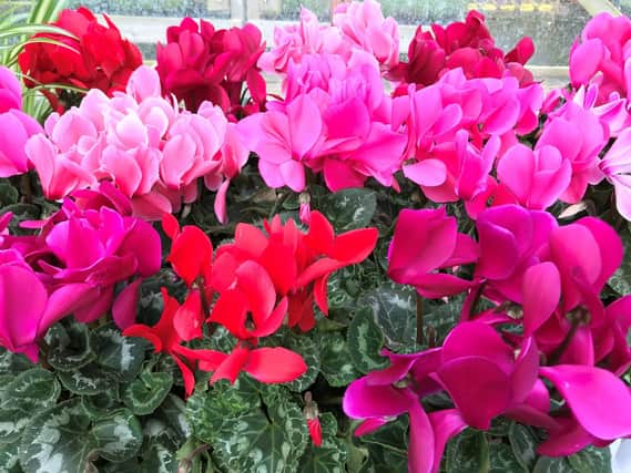 Some like it cold - cyclamen certainly do. Picture: PA