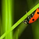 Ladybird clinging to a blade of grass – one of many insects thriving in the warm, food-rich summer of 2025.