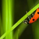 Ladybird clinging to a blade of grass – one of many insects thriving in the warm, food-rich summer of 2025.