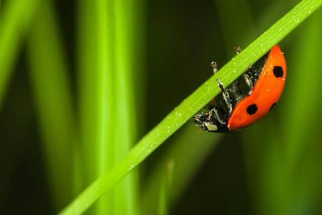 Ladybird clinging to a blade of grass – one of many insects thriving in the warm, food-rich summer of 2025.
