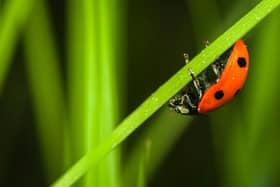 Ladybird clinging to a blade of grass – one of many insects thriving in the warm, food-rich summer of 2025.