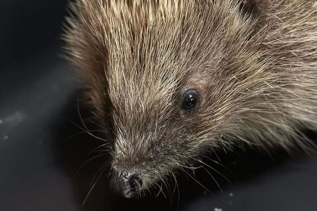 Piper the hedgehog has found his forever home after finding himself is a pickle.