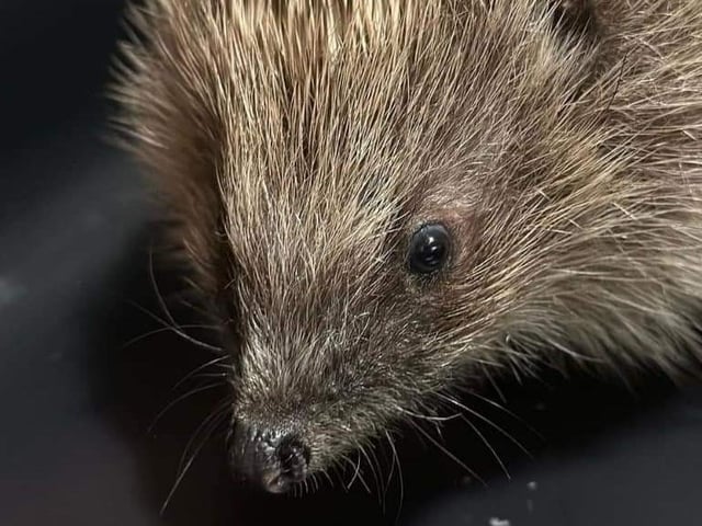 Piper the hedgehog has found his forever home after finding himself is a pickle.