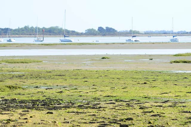 Algae growth in Emsworth Harbour which is made worse by nitrogen pollution created by wastewater from homes and fertiliser from farms.
Picture: Sarah Standing (100920-7009)