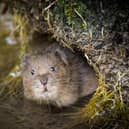 Water Vole in South Downs National Park.
