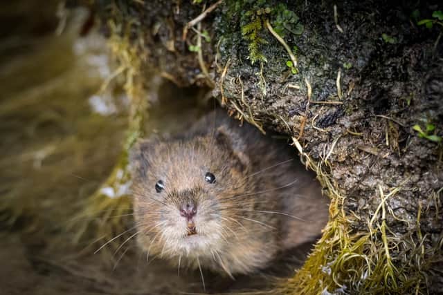 Water Vole in South Downs National Park.