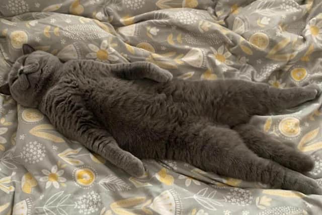 Rupert the cat from North End is the winner of The News' Top Pet competition 2021