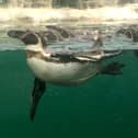 Penguins at Marwell taken by Rich Gunter from Hilsea in 2019