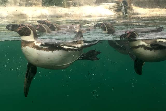 Penguins at Marwell taken by Rich Gunter from Hilsea in 2019