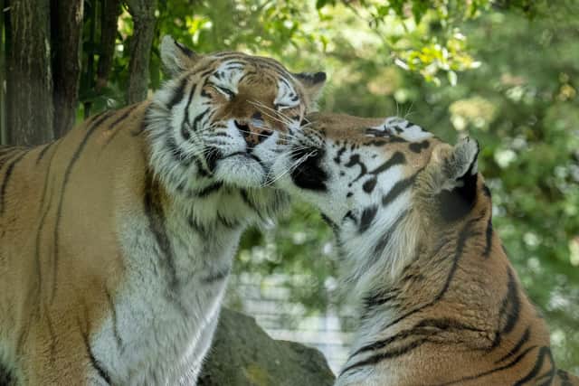 Marwell Wildlife has launched a fundraising campaign while the zoo is closed to the public. Amur tigers. Credit: Jason Brown Photography