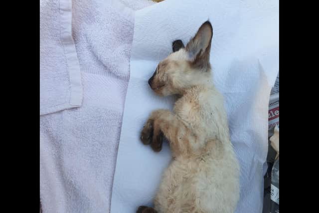 The RSPCA have launched a full investigation to find the culprit. Picture: RSPCA.
