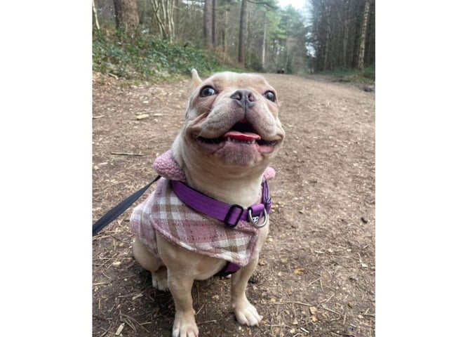 Becky Quinell shared this gorgeous picture of Effie.