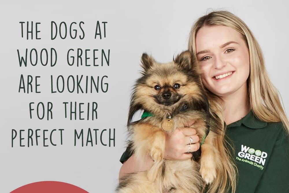 The Dog House is looking for people to apply for a new series. Picture: Channel 4
