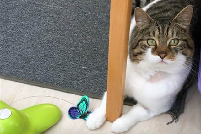 Ronnie who was rehomed this year