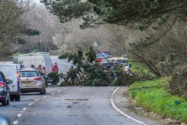 Council workers and members of the public attempt to clear a fallen tree from the A394 road on February 18, 2022 near Penzance. (Photo by Hugh Hastings/Getty Images)