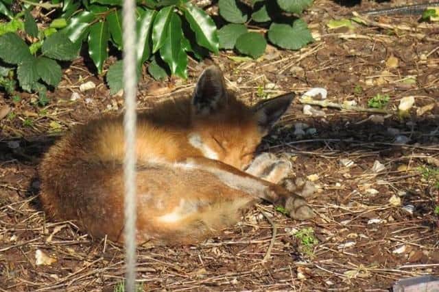 Have you ever seen a fox look so relaxed? Anne Grant has named this lovely creature Megan.