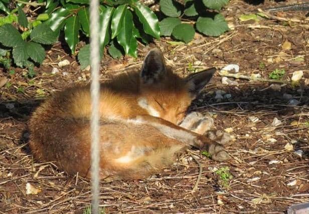 Have you ever seen a fox look so relaxed? Anne Grant has named this lovely creature Megan.