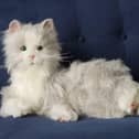 Robot cat