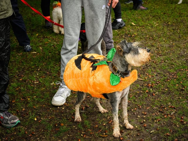 Pictured is: A Schnauzer in halloween outfit.Picture: Keith Woodland (291021-24)