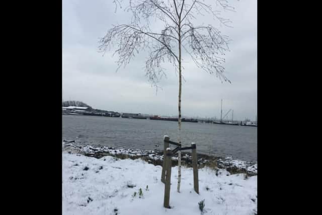 The silver birch was planted in 2017. Picture: Kyla Smith.
