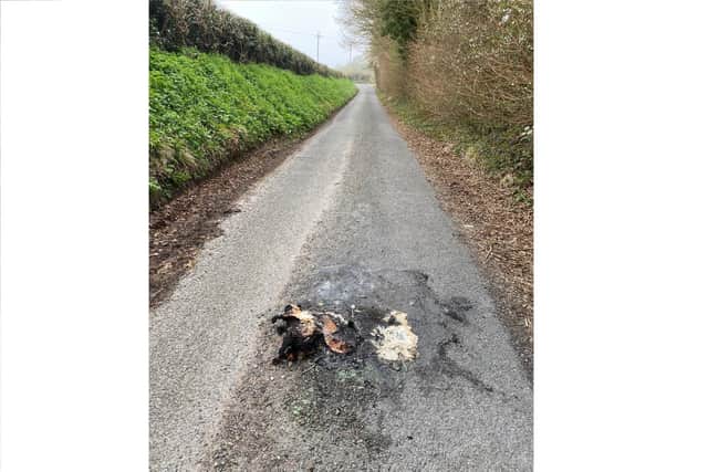 The charred remains of the cat were found in Basingstoke, with the heat so intense it melted the road. Picture: RSPCA.