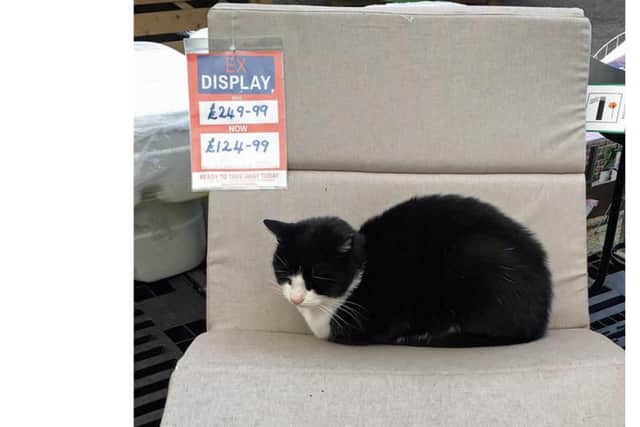 Boo made himself at home at The Range - to the delight of staff and customers alike. Picture: Cats Protection Gosport