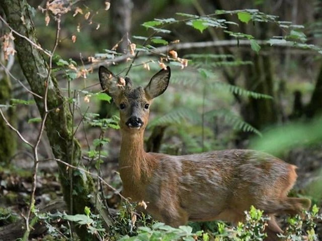 Wendy saw this lovely deer in Lyndhurst, which forms part of the New Forest National Park.