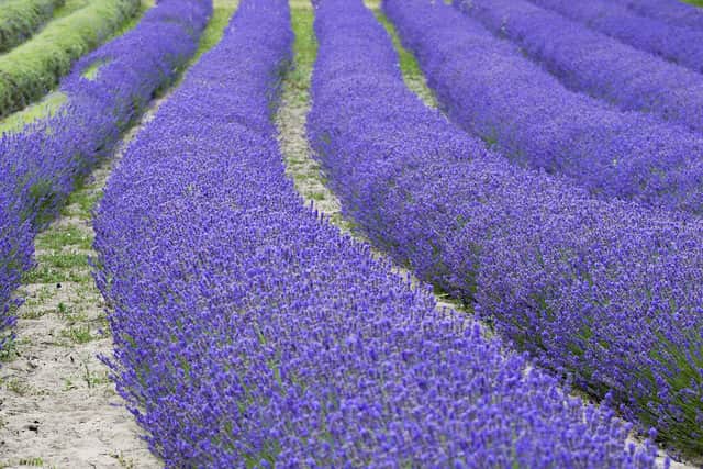 Lavender Farm, St Brélade.