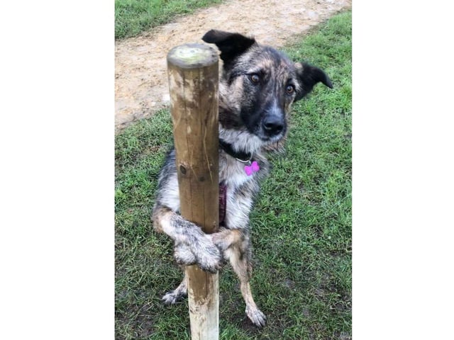 Stanlee is a beautiful girl who deserves a loving forever home and she has been in a foster home for nearly 1000 days.