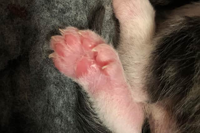 Undated handout photo issued by Cats Protection of the paws of Hemingway one of three kittens born with extra digits. Stray cat Martha, who lives in the grounds of a retirement complex in Gosport, Hampshire, delivered a litter of four, three of which are polydactyl or 'many fingered'. Picture: Cats Protection/PA Wire