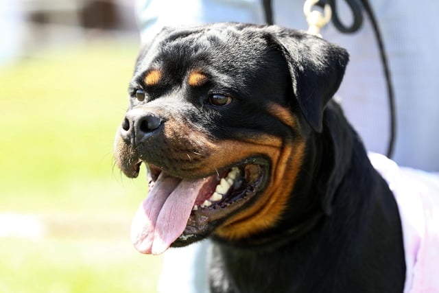 A Rottweiler will set you back around £1,215 on average. (Photo credit should read ADEM ALTAN/AFP via Getty Images)