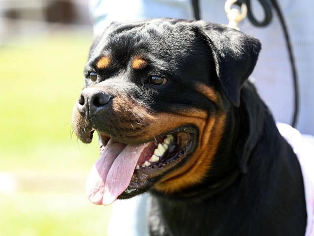 A Rottweiler will set you back around £1,215 on average. (Photo credit should read ADEM ALTAN/AFP via Getty Images)