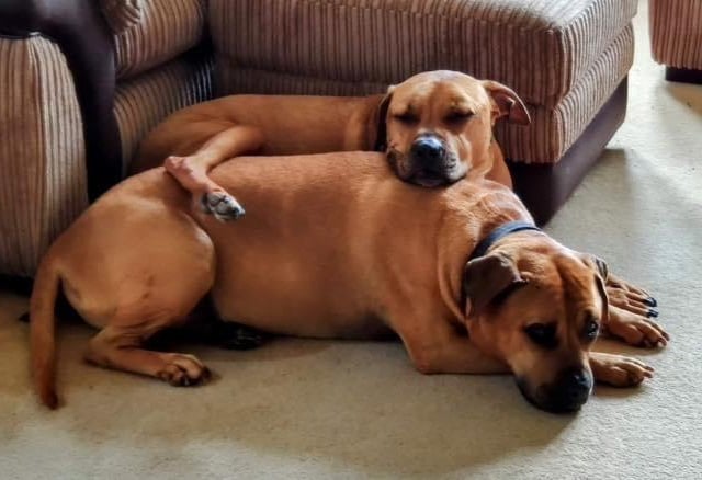 These Labrador, Shar Pei crosses are 6 years old and it is important they stay together to have each other’s company for playtime and for snuggles and comfort. Chong can often be seen sat on Cheech.
Cheech is a chilled out old soul who loves cuddles and attention whereas Chong is more anxious and will choose when to come to you for a chest rub.
They have had a few years without regular walking so the volunteers at Phoenix Rehoming have been working on getting them used to walking and being on a lead. They will be capable of long walks but you would need to build their fitness up gradually. They could also do with shedding a few pounds which exercise will hopefully help with.
They are both reactive to dogs in their own way. Chong was attacked by another dog a few years ago. The team have made some progress with this and they feel further training and a calm, patient human will help them improve more. They have seen cats, birds and horses on their walks and do not pay them any attention.
They have both loved all the people they have met. They grew up in a home with children who were 6 and 11 years old when the dogs arrived at 6 months old.
They are fully house trained and they have never used a crate but are happy to sleep together on their bed downstairs.
It takes them a little while to settle when they are left home alone but can be left for a few hours.
The adoption fee will be £225 for both of the dogs and for more information visit the charity's website.