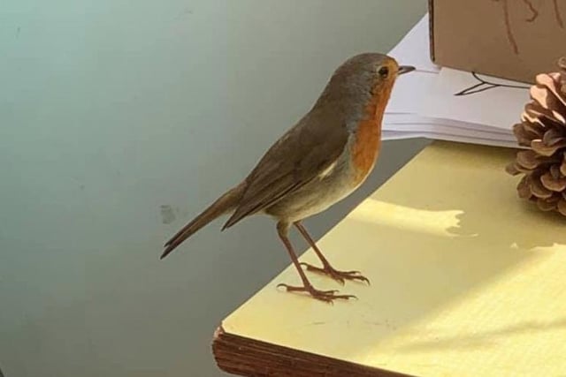 Sarah Callaway was given a beautiful birthday present when this robin took a journey into her kitchen.