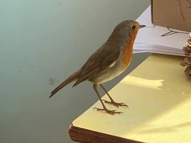 Sarah Callaway was given a beautiful birthday present when this robin took a journey into her kitchen.