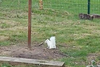 Jonny Ashton, a teacher at Mill Hill Primary, Waterlooville, spotted a rare albino squirrel on school grounds