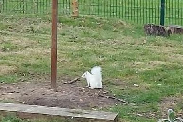 Jonny Ashton, a teacher at Mill Hill Primary, Waterlooville, spotted a rare albino squirrel on school grounds