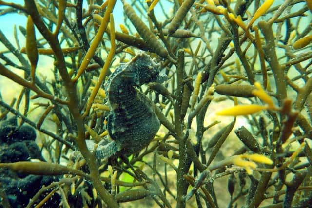 A short-snouted seahorse
Picture: Neil Garrick-Maidment
