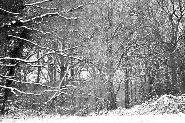 An attractive snowy scene during the Beast from the East at the 100 Acre Wood at Wickham. Picture: Michelle Phillips of Fareham