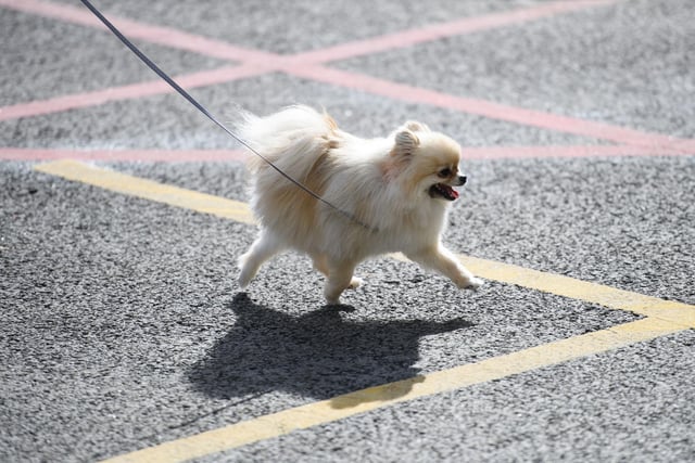 A Pomeranian will set you back around £1,780 on average. (Photo by OLI SCARFF/AFP via Getty Images)