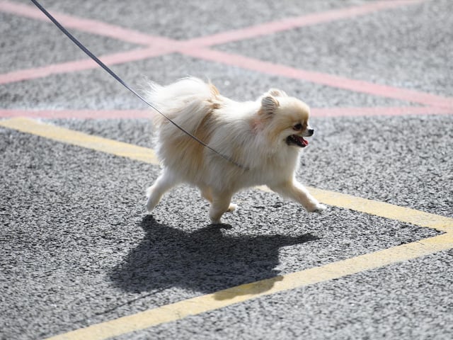 A Pomeranian will set you back around £1,780 on average. (Photo by OLI SCARFF/AFP via Getty Images)