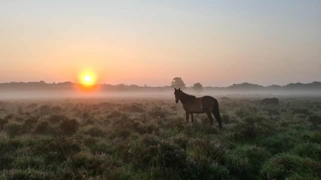 There are many great destinations in Hampshire for a staycation, including the New Forest.