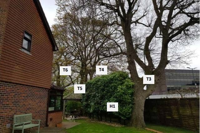 Oak Tree (marked T3) in Hillcroft