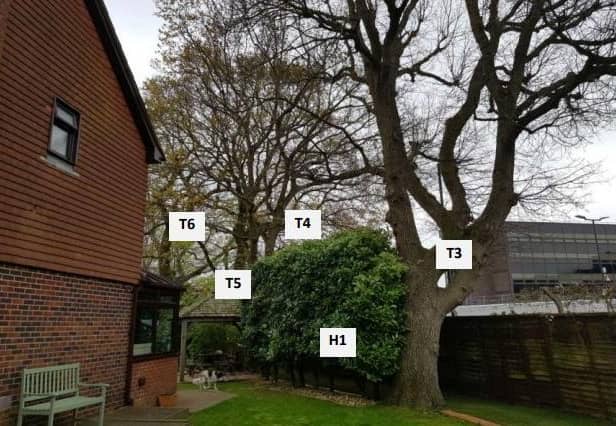 Oak Tree (marked T3) in Hillcroft