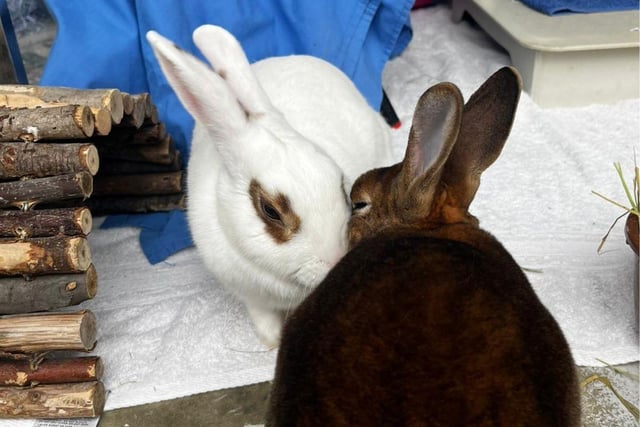Finlay and Eliza are looking for new homes. The pair fell in love after being taken in at The Stubbington Ark.