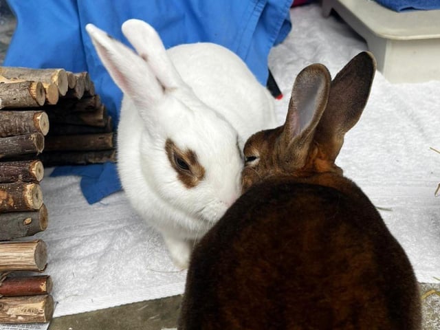 Finlay and Eliza are looking for new homes. The pair fell in love after being taken in at The Stubbington Ark.