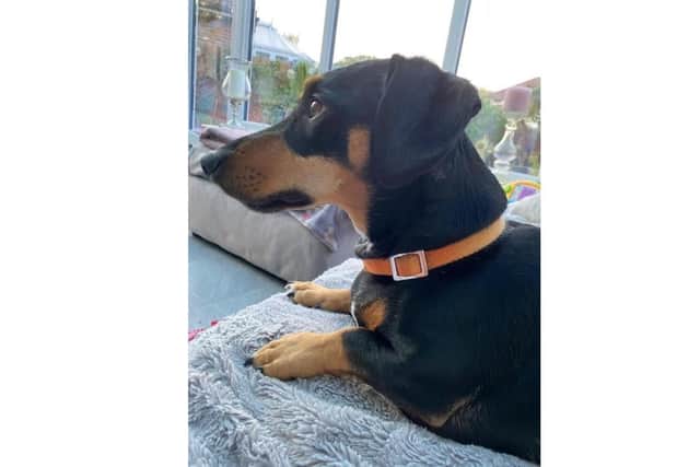 Hundreds of people have shared appeals and joined search parties in the hunt for the missing Dachshund.