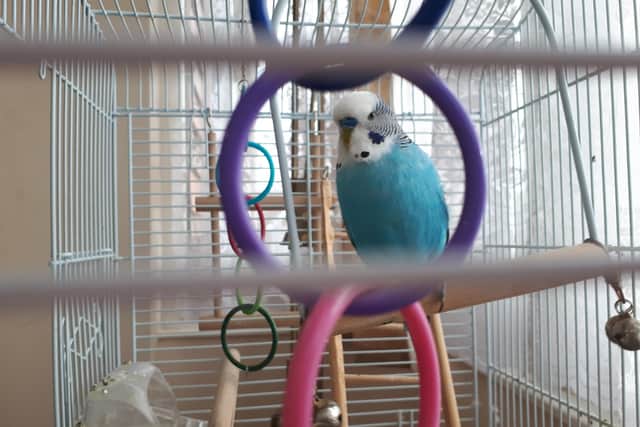 All budgies in the home were accounted for.