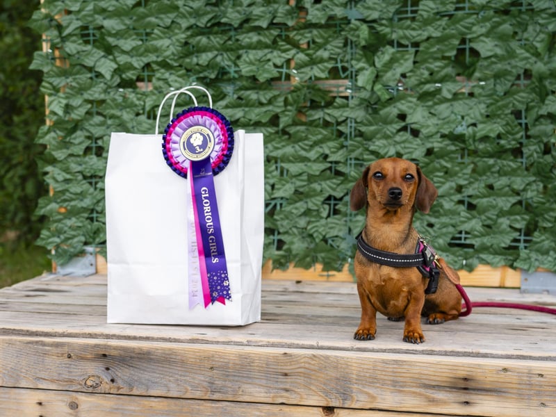 Bella at the Dachshunds Festival in Stubbington.