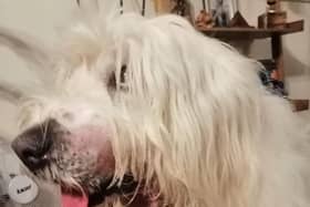 Daisy was bitten by an adder in the Alver Valley and suffered a painful injury.